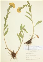 藏品(硬葉一枝黃花)的圖片